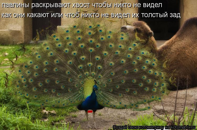 павлины раскрывают хвост чтобы никто не видел как они какают или чтоб никто не видел их толстый зад ... Котоматрица: павлины раскрывают хвост чтобы никто не видел как они какают или чтоб никто не видел их толстый зад - - -