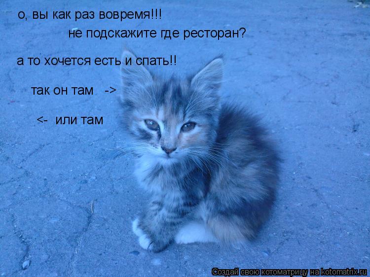 Котоматрица: о, вы как раз вовремя!!! не подскажите где ресторан? а то хочется есть и спать!! так он там   ->  <-  или там