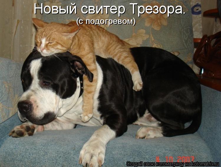 Котоматрица: Новый свитер Трезора. (с подогревом)