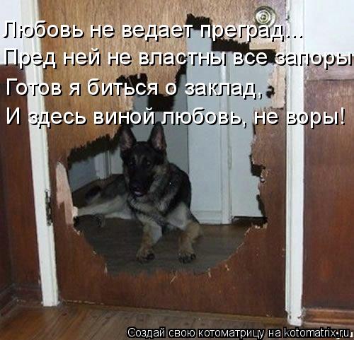 Котоматрица: Пред ней не властны все запоры! Любовь не ведает преград... Готов я биться о заклад, И здесь виной любовь, не воры!
