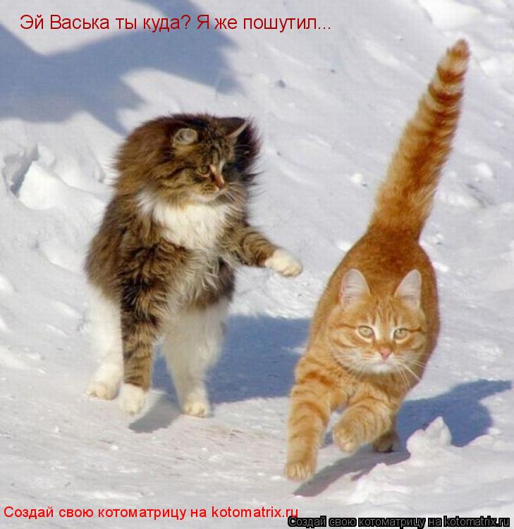 Котоматрица: Эй Васька ты куда? Я же пошутил... Создай свою котоматрицу на kotomatrix.ru