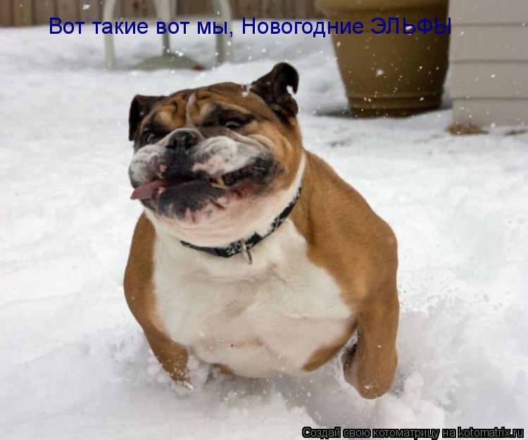 Котоматрица: Вот такие вот мы, Новогодние ЭЛЬФЫ