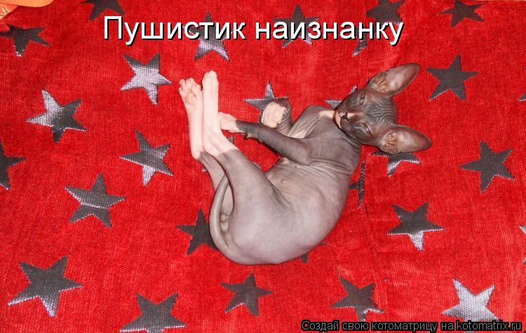 Котоматрица: Пушистик наизнанку