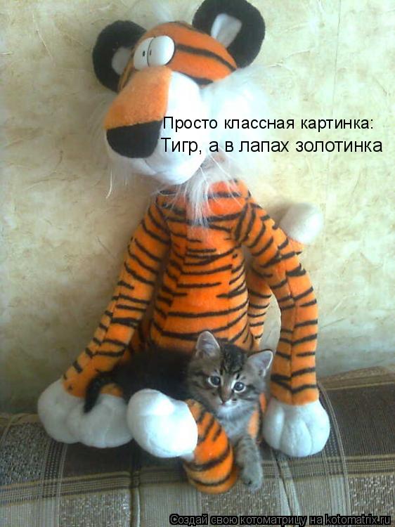 Котоматрица: Тигр, а в лапах золотинка Просто классная картинка: