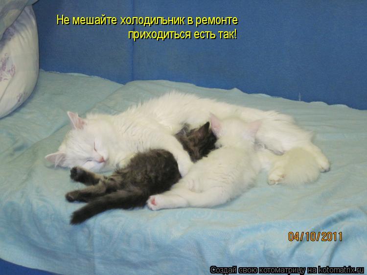 Котоматрица: Не мешайте холодильник в ремонте приходиться есть так!