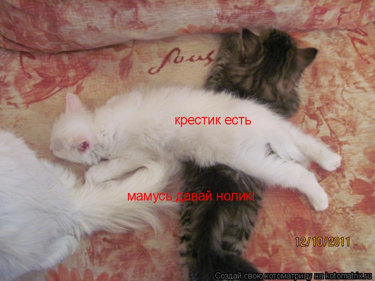 Котоматрица: крестик есть мамусь давай нолик!