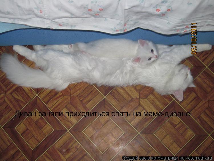 Котоматрица: Диван заняли приходиться спать на маме-диване!