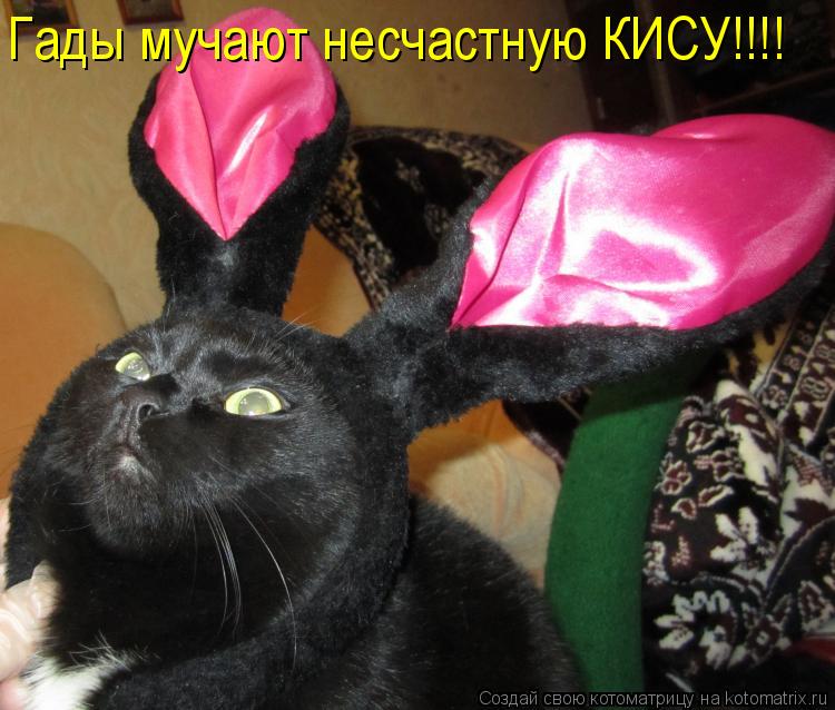 Котоматрица: Гады мучают несчастную КИСУ!!!!