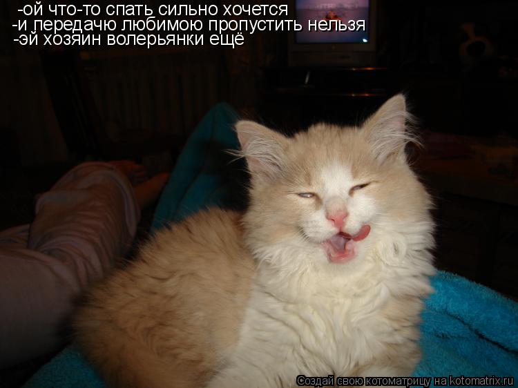 Котоматрица: -ой что-то спать сильно хочется -и передачю любимою пропустить нельзя -эй хозяин волерьянки ещё