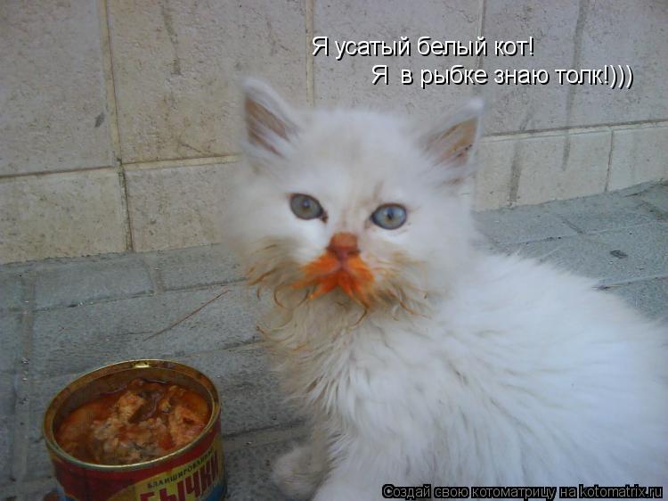 Я усатый белый кот! Я в рыбке знаю толк!)))... Котоматрица: Я усатый белый кот! Я в рыбке знаю толк!)))