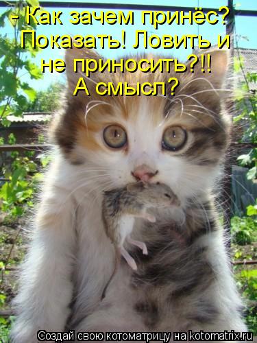 - Как зачем принёс? Показать! Ловить и не приносить?!! А смысл?... Котоматрица: - Как зачем принёс? Показать! Ловить и не приносить?!! А смысл?
