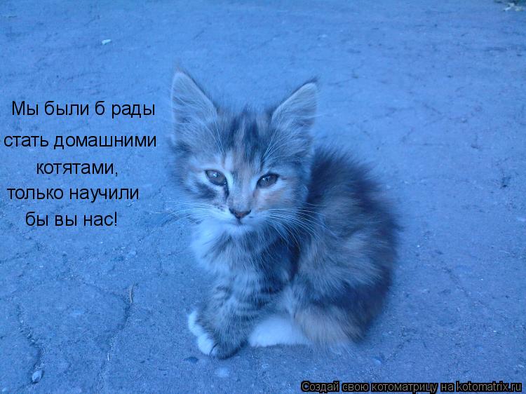 Мы были б рады стать домашними котятами, только научили бы вы нас!... Котоматрица: Мы были б рады стать домашними котятами, только научили бы вы нас!
