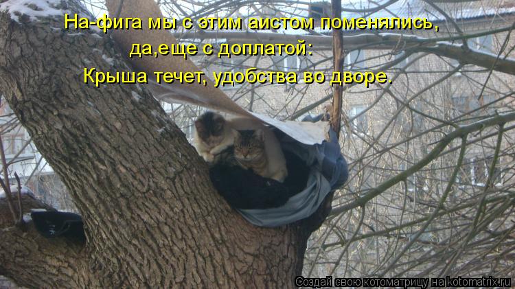 Котоматрица: На-фига мы с этим аистом поменялись, да,еще с доплатой: Крыша течет, удобства во дворе.