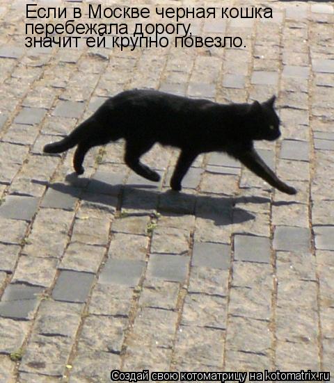 Котоматрица: Если в Москве черная кошка перебежала дорогу, значит ей крупно повезло.