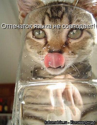 Отпечаток языка не совподает!... Котоматрица: Отпечаток языка не совподает!