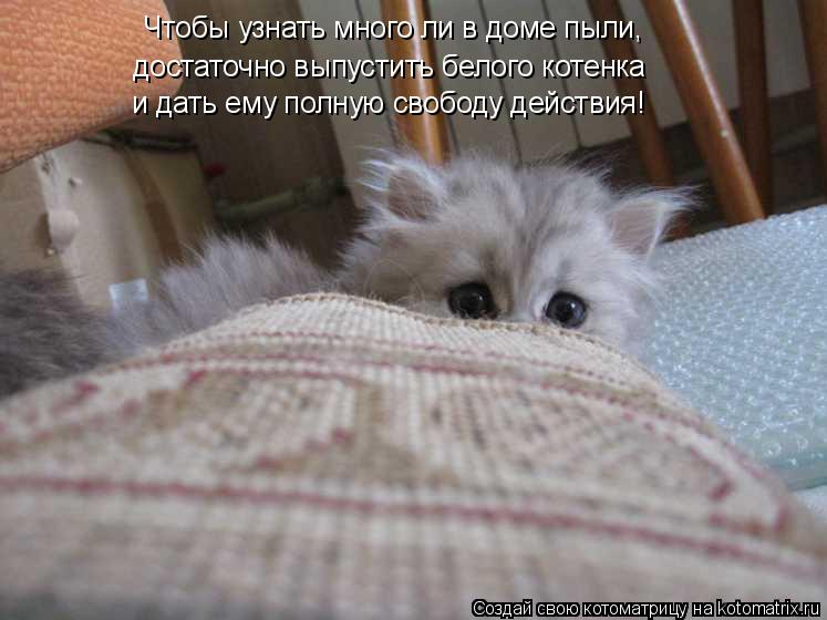 Котоматрица: Чтобы узнать много ли в доме пыли, достаточно выпустить белого котенка и дать ему полную свободу действия!