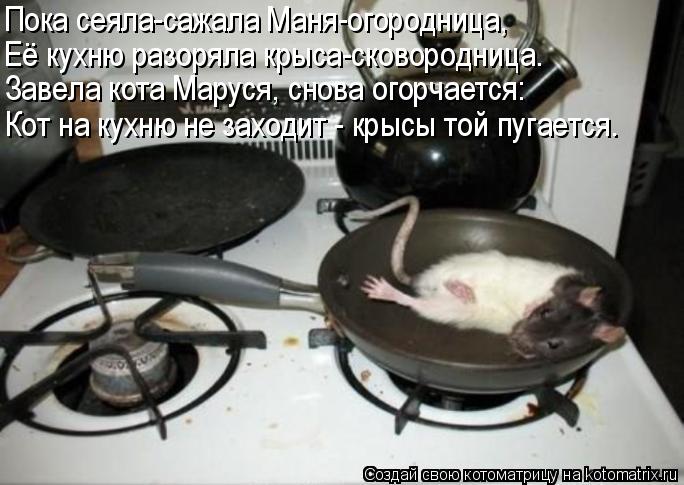 Пока сеяла-сажала Маня-огородница, Её кухню разоряла крыса-сковородница. Завела кота Маруся, снова ог... Котоматрица: Пока сеяла-сажала Маня-огородница, Её кухню разоряла крыса-сковородница. Завела кота Маруся, снова огорчается: Кот на кухню не заходит - кры