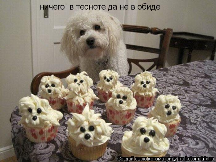 ничего! в тесноте да не в обиде... Котоматрица: ничего! в тесноте да не в обиде