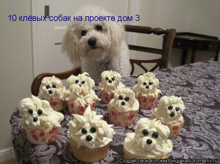 10 клёвых собак на проекте дом 3... Котоматрица: 10 клёвых собак на проекте дом 3
