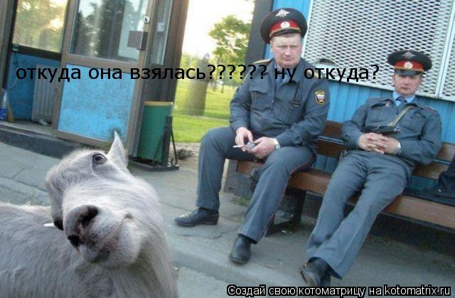 Котоматрица: откуда она взялась?????? ну откуда?