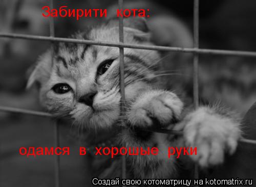 Котоматрица: Забирити  кота:  одамся  в  хорошые  руки