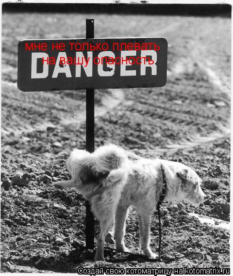 Котоматрица: мне не только плевать на вашу опасность