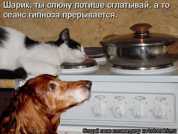 Шарик, ты слюну потише сглатывай, а то сеанс гипноза прерывается.... Котоматрица: Шарик, ты слюну потише сглатывай, а то сеанс гипноза прерывается.