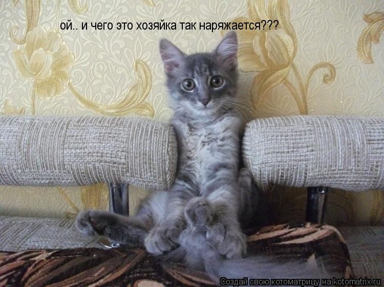 Котоматрица: ой.. и чего это хозяйка так наряжается???