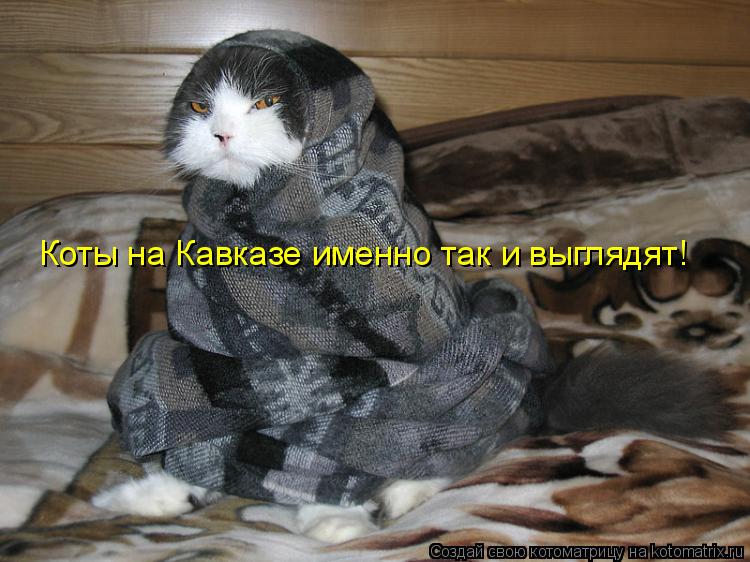 Котоматрица: Коты на Кавказе именно так и выглядят!