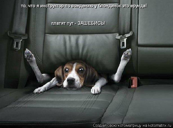 Котоматрица: то, что я инструктор по вождению у блондинок это ерунда! платят тут - ЗАШЕБИСЬ!