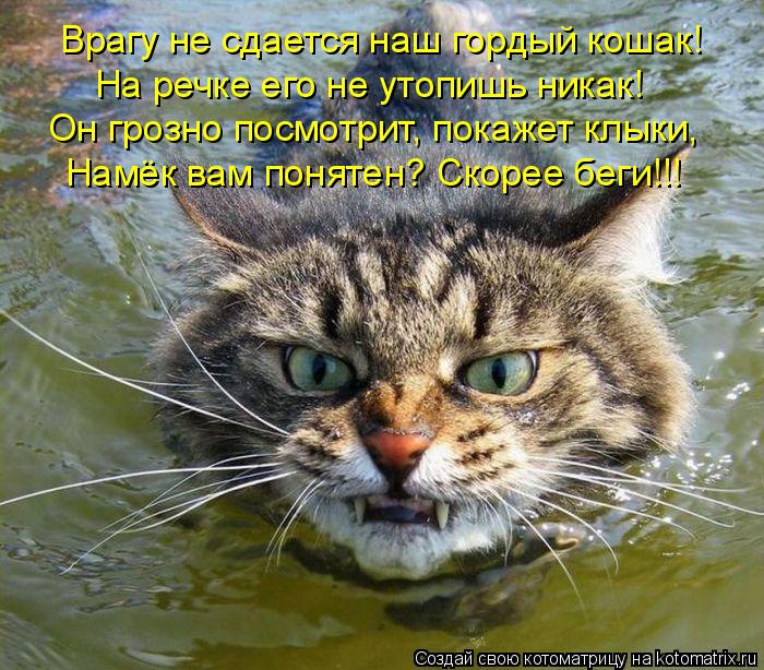 Котоматрица: Врагу не сдается наш гордый кошак! На речке его не утопишь никак! Он грозно посмотрит, покажет клыки, Намёк вам понятен? Скорее беги!!!