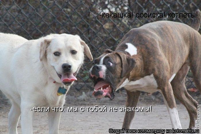 -какашка! сосиска! котлеты! -если что: мы с тобой не знакомы!... Котоматрица: -какашка! сосиска! котлеты! -если что: мы с тобой не знакомы!