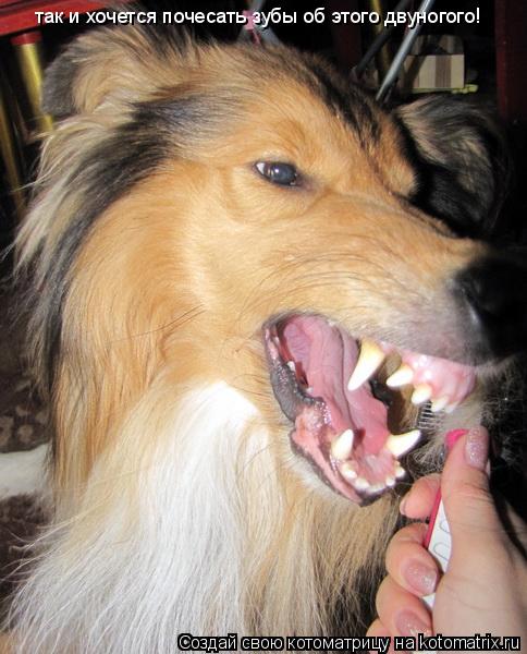 так и хочется почесать зубы об этого двуногого!... Котоматрица: так и хочется почесать зубы об этого двуногого!