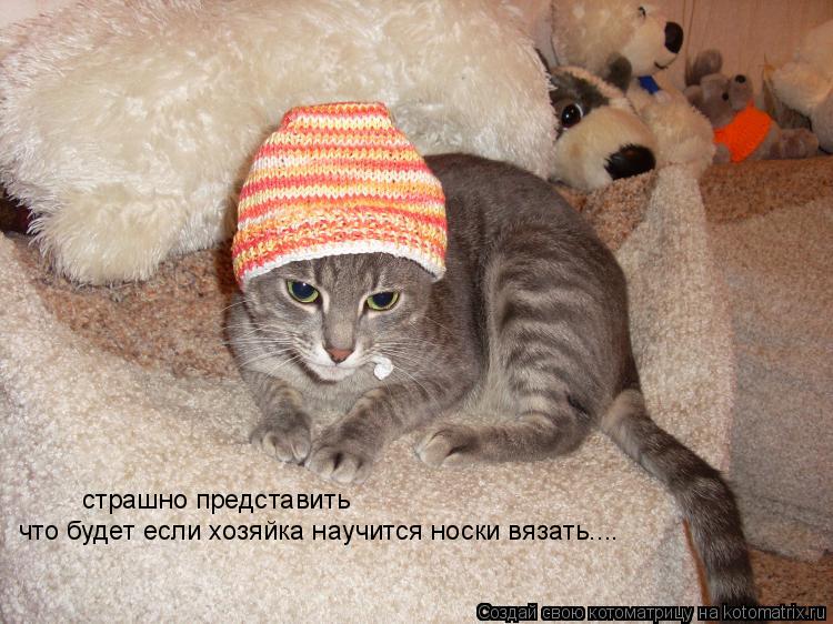 страшно представить что будет если хозяйка научится носки вязать....... Котоматрица: страшно представить что будет если хозяйка научится носки вязать....