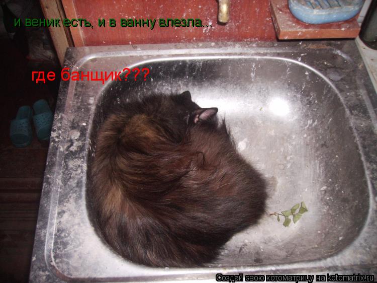 и веник есть, и в ванну влезла... где банщик???... Котоматрица: и веник есть, и в ванну влезла... где банщик???