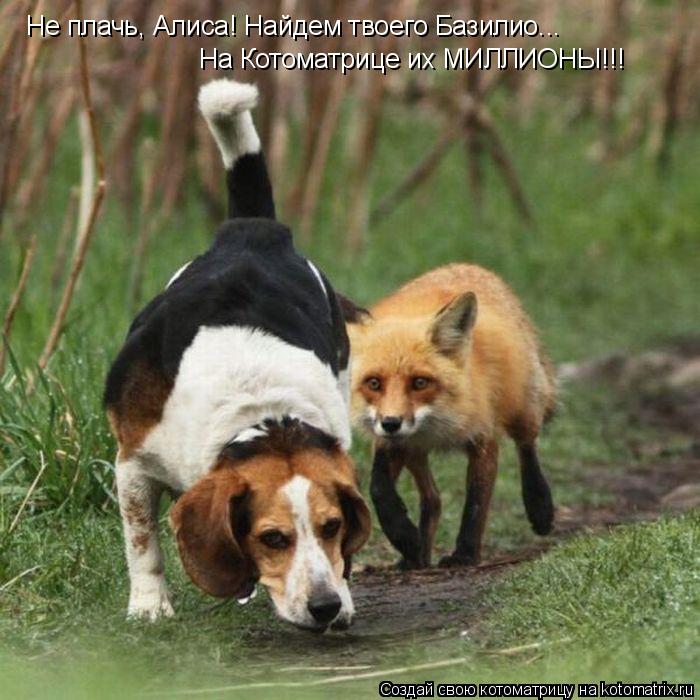 Не плачь, Алиса! Найдем твоего Базилио... На Котоматрице их МИЛЛИОНЫ!!!... Котоматрица: Не плачь, Алиса! Найдем твоего Базилио... На Котоматрице их МИЛЛИОНЫ!!!