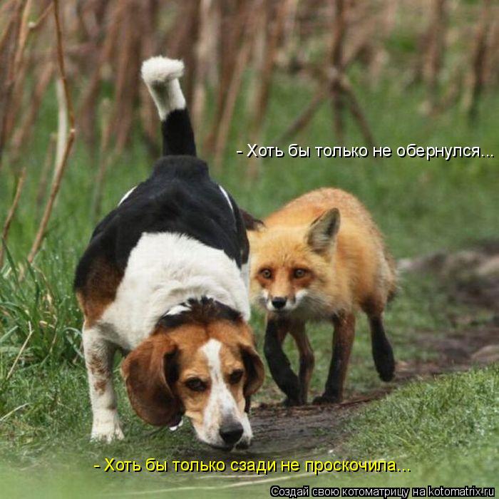 - Хоть бы только не обернулся... - Хоть бы только сзади не проскочила...... Котоматрица: - Хоть бы только не обернулся... - Хоть бы только сзади не проскочила...