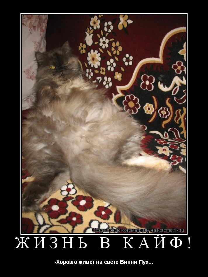 Жизнь в кайф! -Хорошо живёт на свете Винни Пух...... Котоматрица: Жизнь в кайф! -Хорошо живёт на свете Винни Пух...