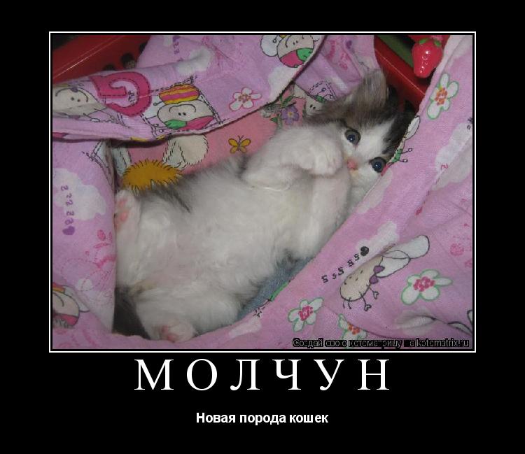 Молчун Новая порода кошек... Котоматрица: Молчун Новая порода кошек