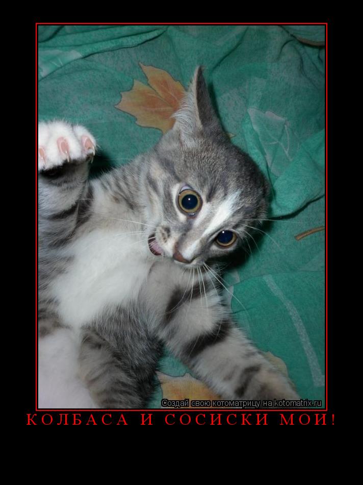 Котоматрица: колбаса и сосиски МОИ! 