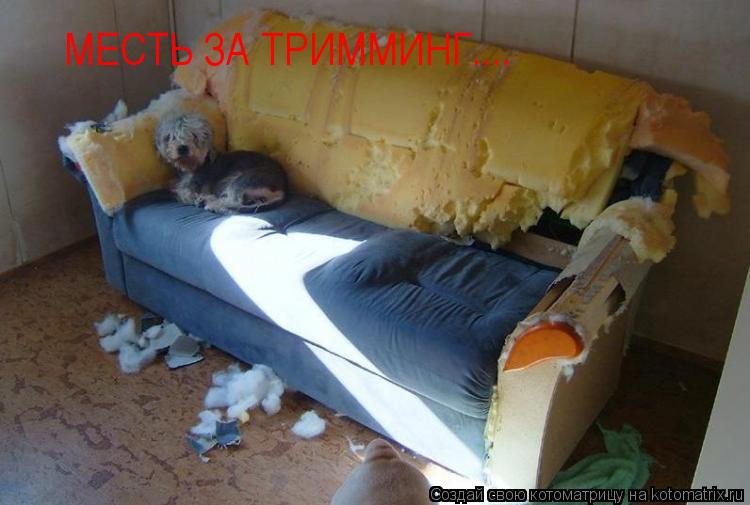 МЕСТЬ ЗА ТРИММИНГ....... Котоматрица: МЕСТЬ ЗА ТРИММИНГ....