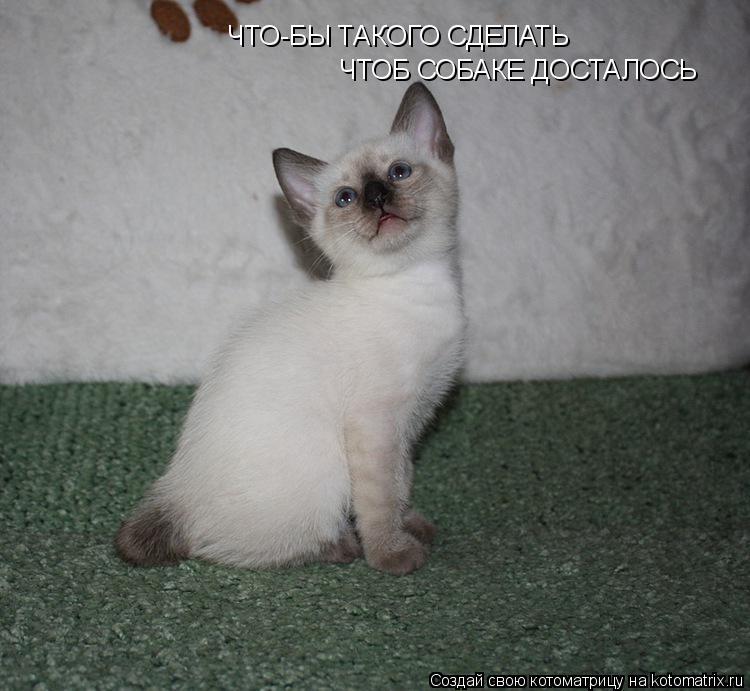 ЧТО-БЫ ТАКОГО СДЕЛАТЬ ЧТОБ СОБАКЕ ДОСТАЛОСЬ... Котоматрица: ЧТО-БЫ ТАКОГО СДЕЛАТЬ ЧТОБ СОБАКЕ ДОСТАЛОСЬ