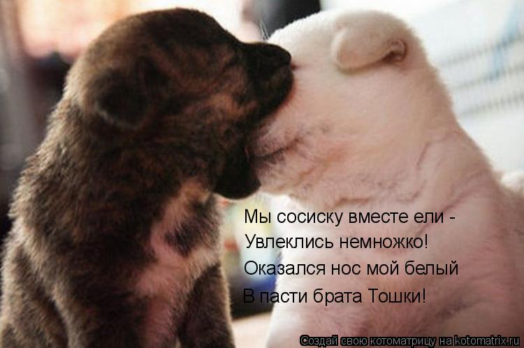 Мы сосиску вместе ели - Увлеклись немножко! Оказался нос мой белый В пасти брата Тошки!... Котоматрица: Мы сосиску вместе ели - Увлеклись немножко! Оказался нос мой белый В пасти брата Тошки!