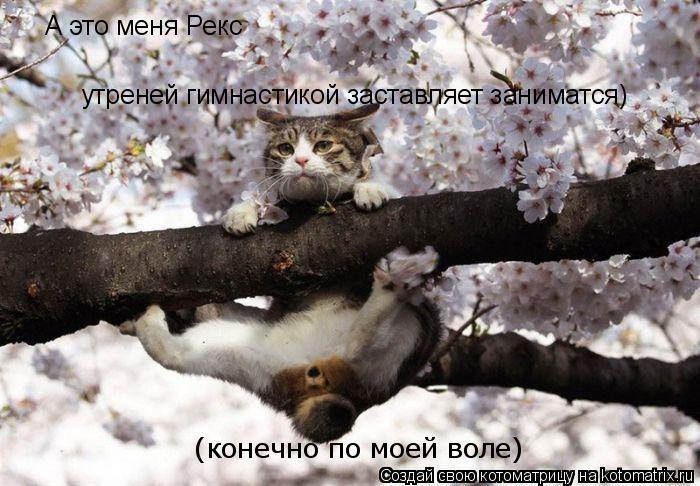 А это меня Рекс утреней гимнастикой заставляет заниматся) (конечно по моей воле)... Котоматрица: А это меня Рекс утреней гимнастикой заставляет заниматся) (конечно по моей воле)
