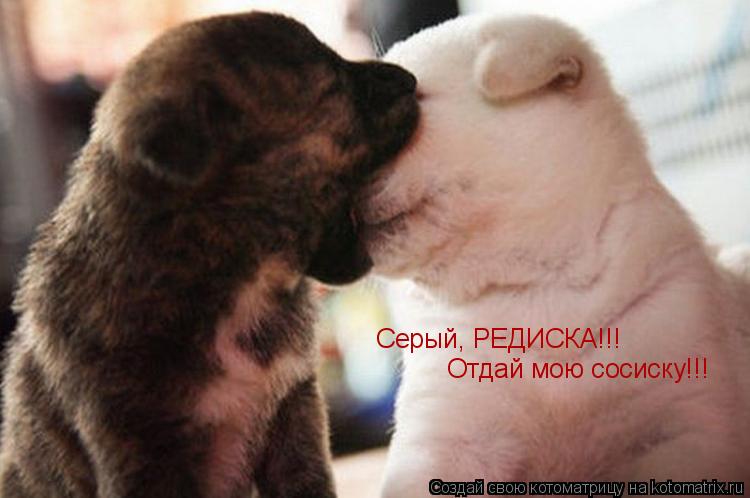 Серый, РЕДИСКА!!! Отдай мою сосиску!!!... Котоматрица: Серый, РЕДИСКА!!! Отдай мою сосиску!!!