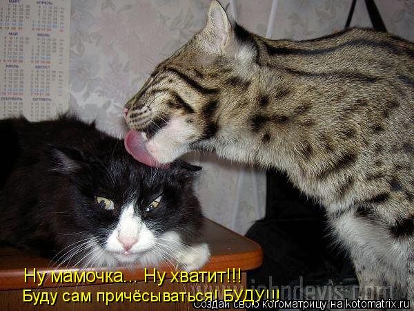 Ну мамочка... Ну хватит!!! Буду сам причёсываться! БУДУ!!!... Котоматрица: Ну мамочка... Ну хватит!!! Буду сам причёсываться! БУДУ!!!