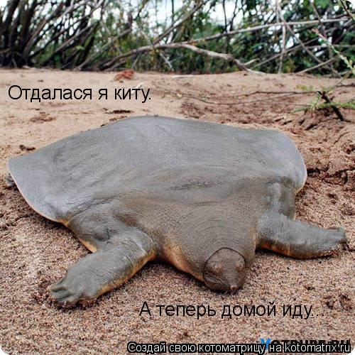 Котоматрица: Отдалася я киту. А теперь домой иду...