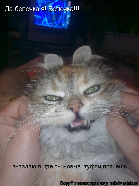 Котоматрица: Да белочка я! Белочка!!! ...знааааю я, где ты новые  туфли прячешь....