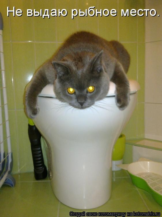 Котоматрица: Не выдаю рыбное место.