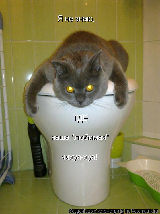 Котоматрица: Я не знаю, ГДЕ чихуа-хуа! наша "любимая"